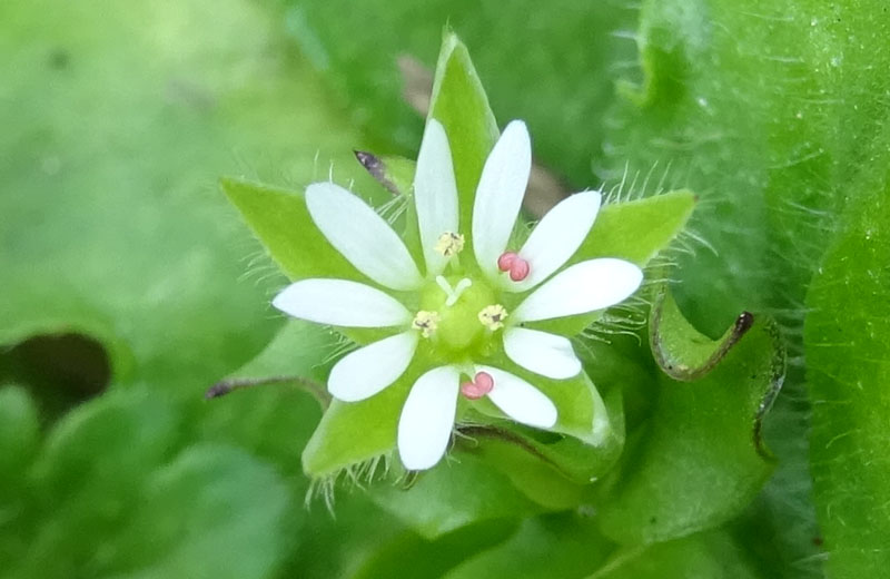 Stellaria media - Caryophyllaceae